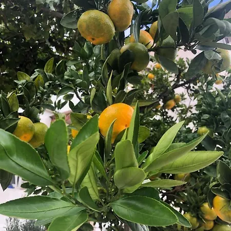 Tanjica * קריקווניצה